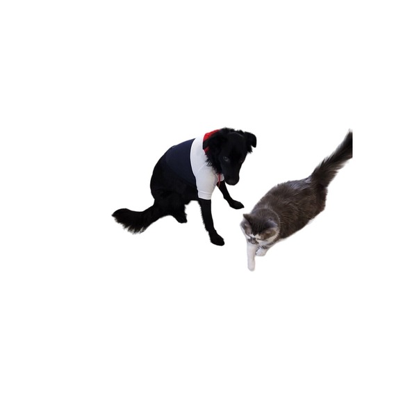 Spark paws Super Soft red,white,blue dog hoodie size Med/small- does stretch - Picture 6 of 7